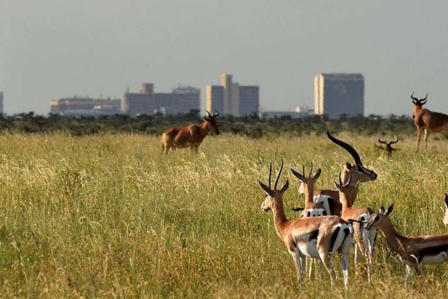 Nairobi National Park.