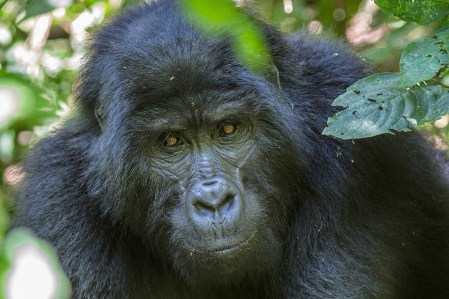 Bwindi Forest National Park Uganda