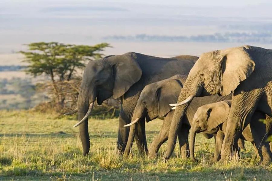 Elephant Herd