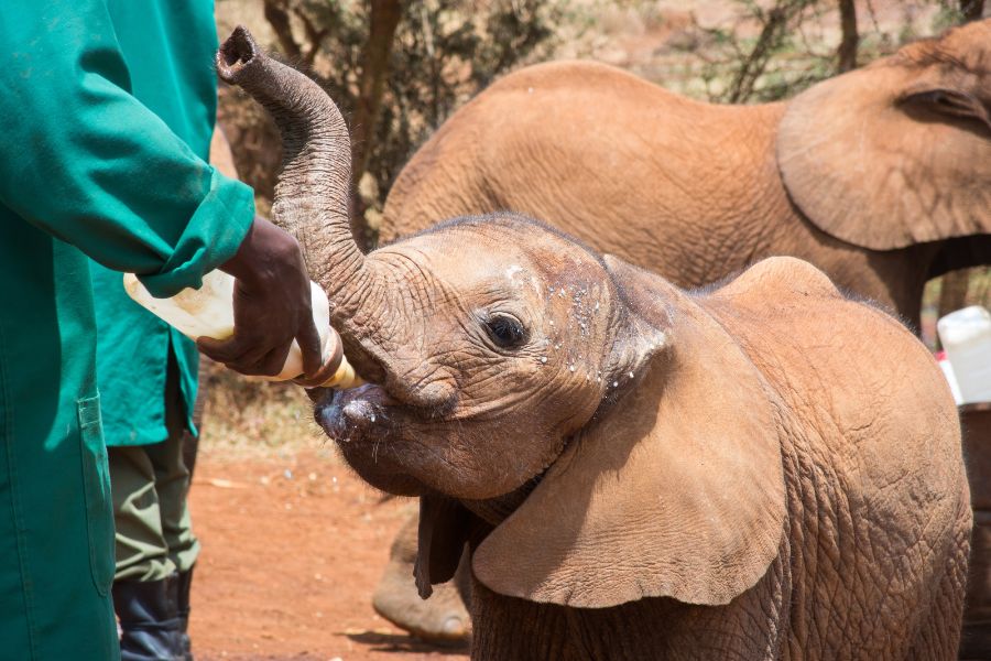 Elephant Orphanage