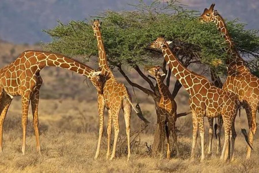 Giraffe Family