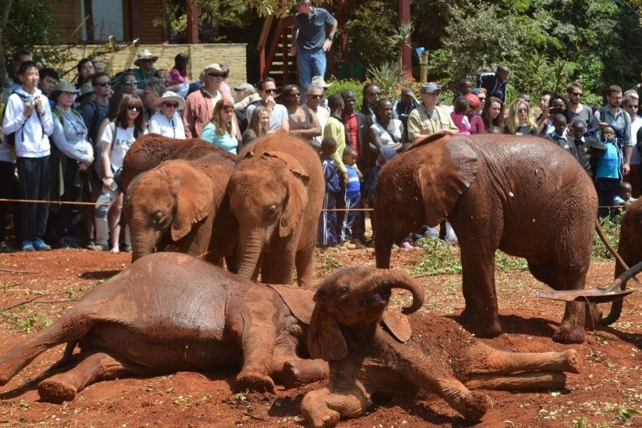 David And Daphne Sheldrick Wildlife Trust Visit Blavals 