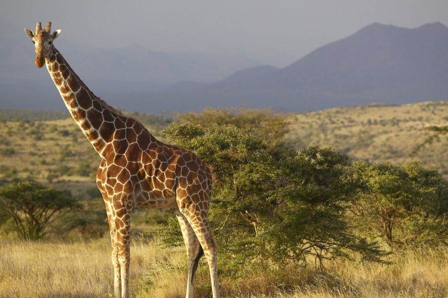 Ol Pejeta Conservancy