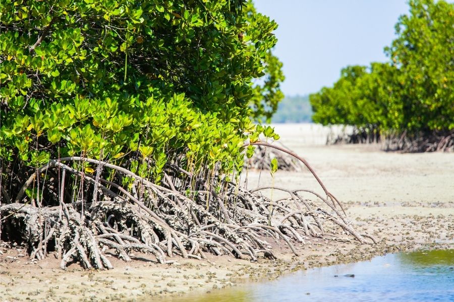 Mida Creek Watamu | Explore Watamu | Blavals