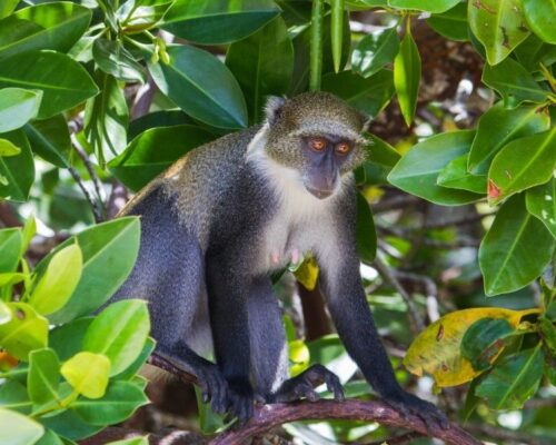 Siana Springs Tented Camp