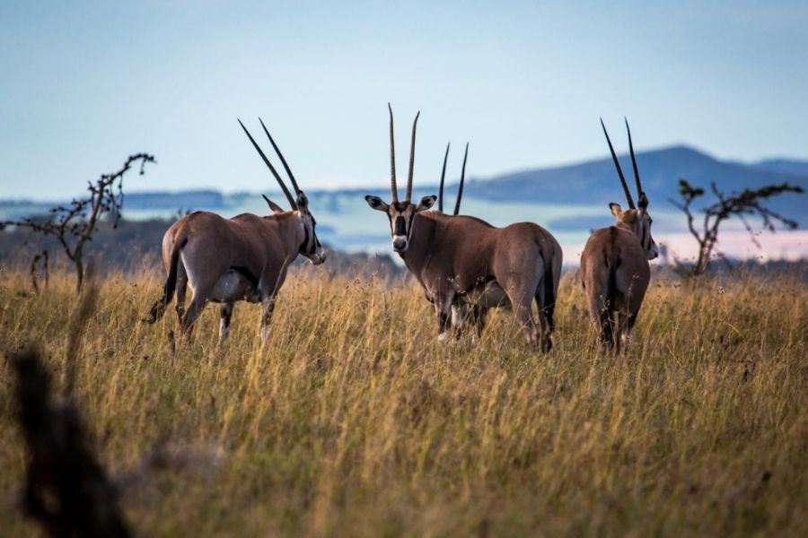 Borana Conservancy | Laikipia