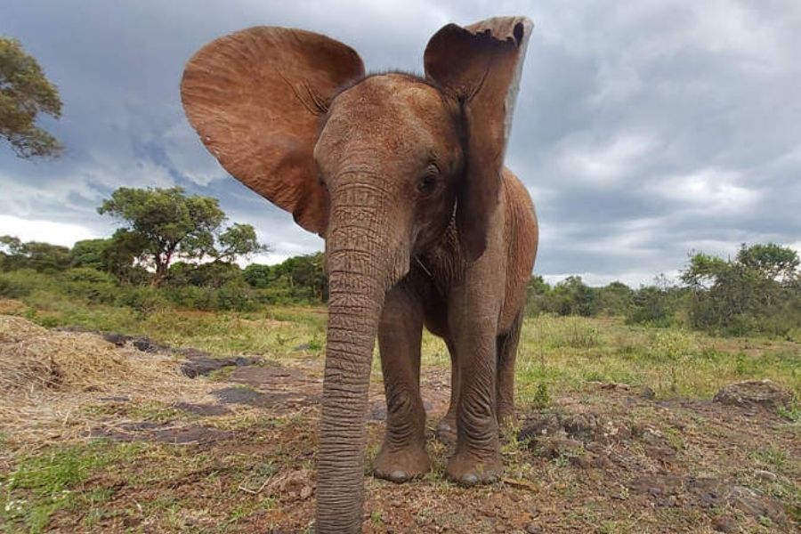 David And Daphne Sheldrick Wildlife Trust Visit Blavals 