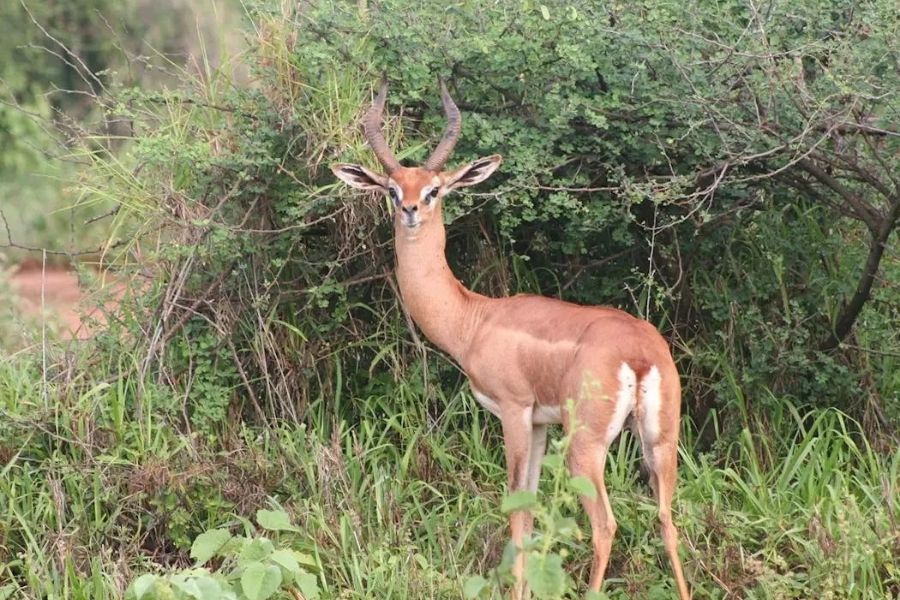 Il Ngwesi Conservancy