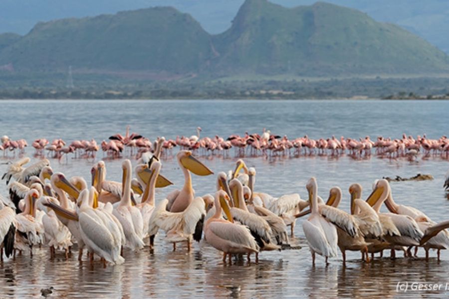 Lake Elementaita 4