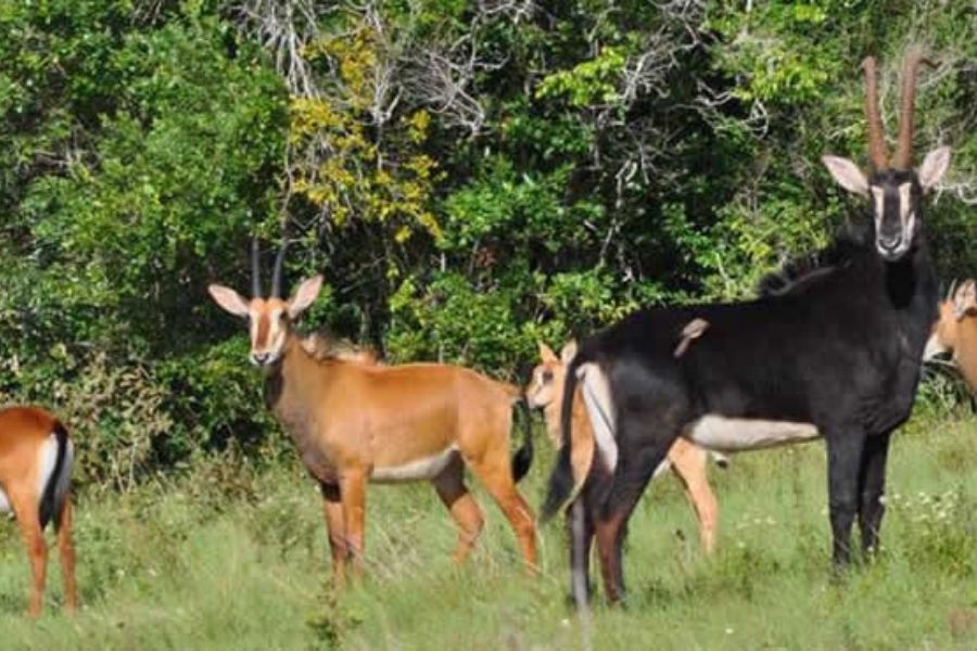 Samburu National Reserve