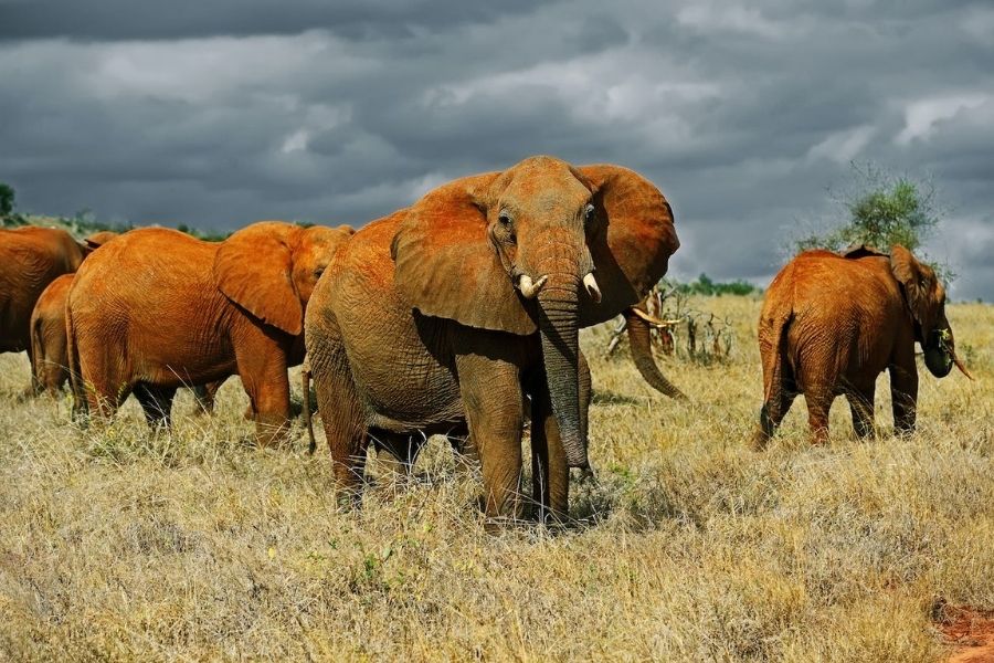 safari tour operators kenya